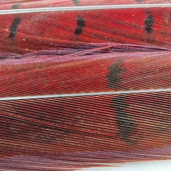 Hends Pheasant Tail - Image 2