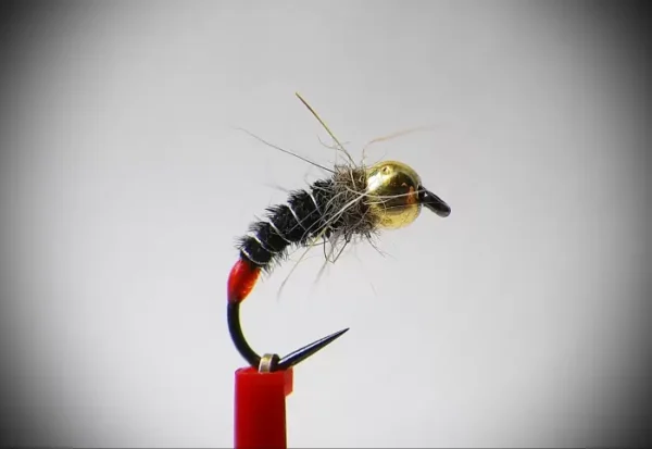 Orange Spot Black Caddis Larva